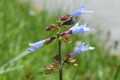 Lyreleaf Sage Seeds (Salvia lyrata) - 25 Seeds | Perennial Wildflower for Ground Cover & Pollinators