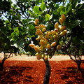 Pistachio Nut Tree Seeds (Pistacia vera) — Hardy, Nut-Producing Plant for Zones 7-11