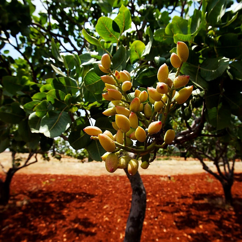 Pistachio Nut Tree Seeds (Pistacia vera) — Hardy, Nut-Producing Plant for Zones 7-11