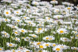 Daisy Shasta Seeds - Leucanthemum × superbum (400 Seeds) Classic White Perennial