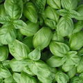 Genovese Basil Seeds | Ocimum basilicum | Heirloom, Non-GMO, 1g
