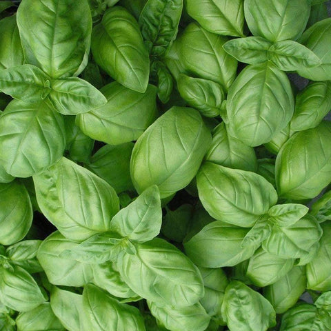 Genovese Basil Seeds | Ocimum basilicum | Heirloom, Non-GMO, 1g