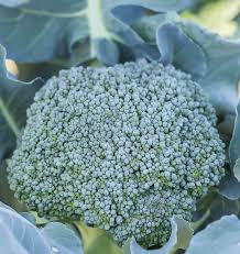 Broccoli Di Cicco Seeds - Heirloom Italian Variety, 1g (Brassica oleracea) 300 Seeds