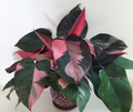 Pink Princess Variegated Philodendron - Starter Plant (Small Rooted) - Pink & White Foliage