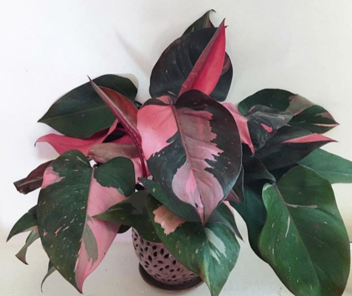Pink Princess Variegated Philodendron - Starter Plant (Small Rooted) - Pink & White Foliage