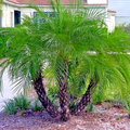 Dwarf Pygmy Date Palm Seeds - Phoenix roebelinii | Indoor Houseplant & Landscaping