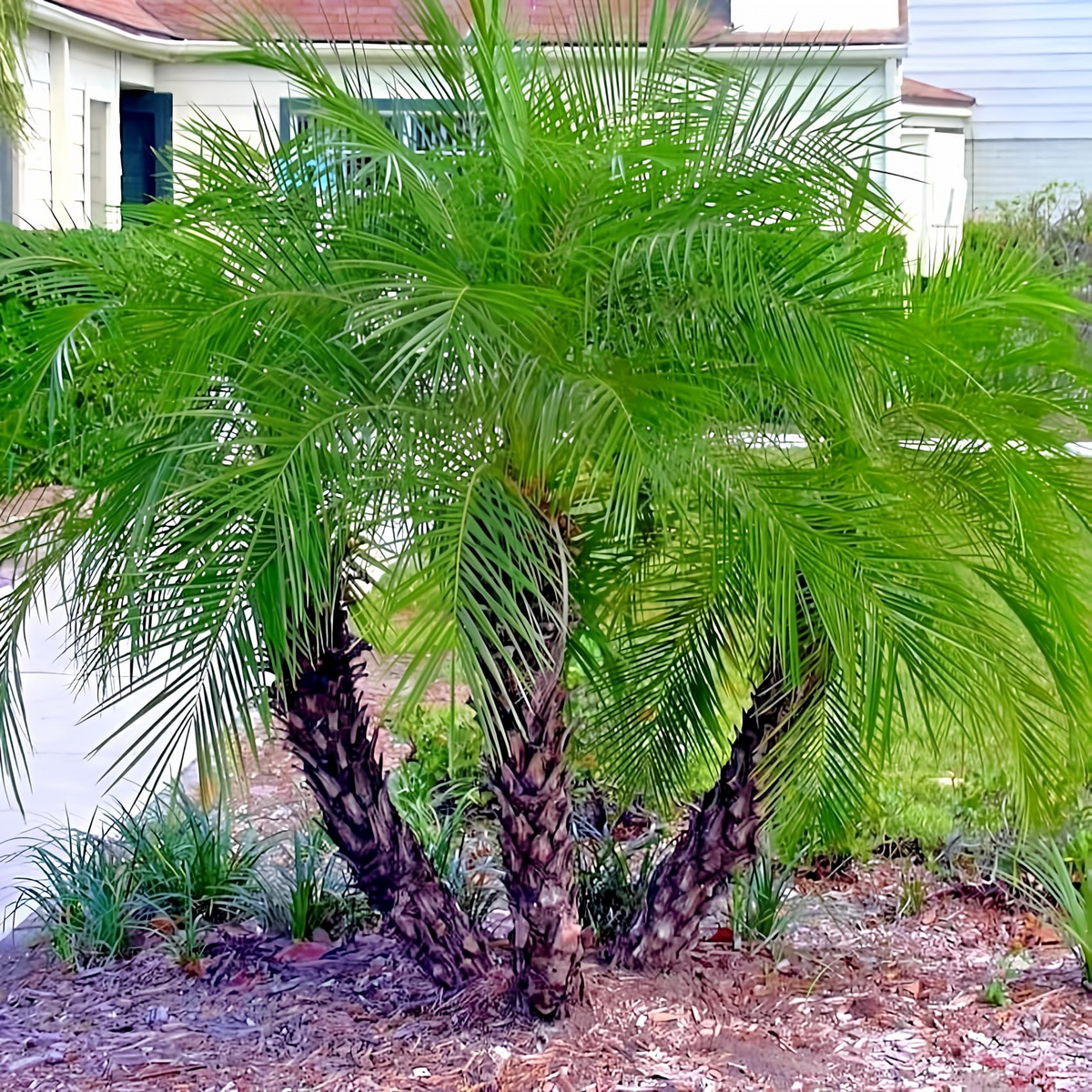 Dwarf Pygmy Date Palm Seeds - Phoenix roebelinii | Indoor Houseplant & Landscaping