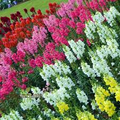 Admiral Mix Snapdragon Seeds (Antirrhinum majus) – 1000+ Seeds for Vibrant Garden Blooms