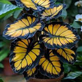 Sunburst Calathea Seeds (Calathea sp.) - 25 Seeds for Indoor & Outdoor Tropical Foliage