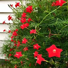 Star Glory Seeds (Ipomoea quamoclit) - Cardinal Creeper Vine, Scarlet Red Flowers, Hummingbird Attractor, Zone 11-12