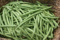 Provider Green Bush Bean Seeds - Phaseolus vulgaris (1/4 oz) Heirloom Stringless Snap Beans