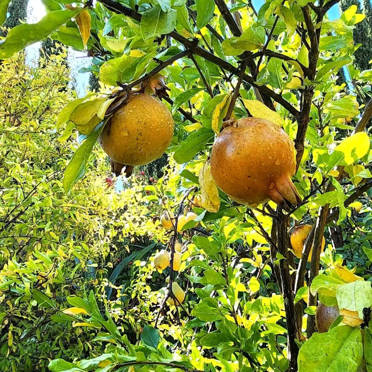 White Pomegranate Starter Plant (Punica granatum) - 1'–2' Live Fruit Tree