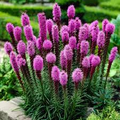 Purple Blazing Star Seeds (Liatris spicata) - 50 Seeds for Pollinator Gardens, Zones 3-9