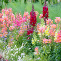 Costa II Mix Snapdragon Seeds (Antirrhinum majus) - 1000+ Seeds | Vibrant Mixed Colors