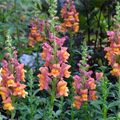 Antirrhinum majus Rocket Mix Snapdragon Seeds - 1000+ Multicolor Bloom Seeds