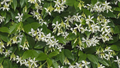 Star Jasmine Cuttings - 7 Live 6" Unrooted Cuttings | Fragrant White Blooms, Climber (USDA 8-10) Starter Plant