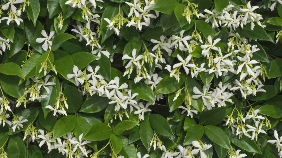 Star Jasmine Cuttings - 7 Live 6" Unrooted Cuttings | Fragrant White Blooms, Climber (USDA 8-10) Starter Plant