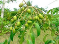 June Plum Tree (Spondias dulcis) - 2’ Tall Starter Plant, Flowering, Ready to Bear Fruit