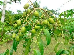 June Plum Tree (Spondias dulcis) - 2’ Tall Starter Plant, Flowering, Ready to Bear Fruit
