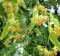 Littleleaf Linden Tree (Tilia cordata) Bare-Root — Pyramidal Shade Tree, Fragrant Yellow Flowers, Zones 3-8, 2-3’ Tall