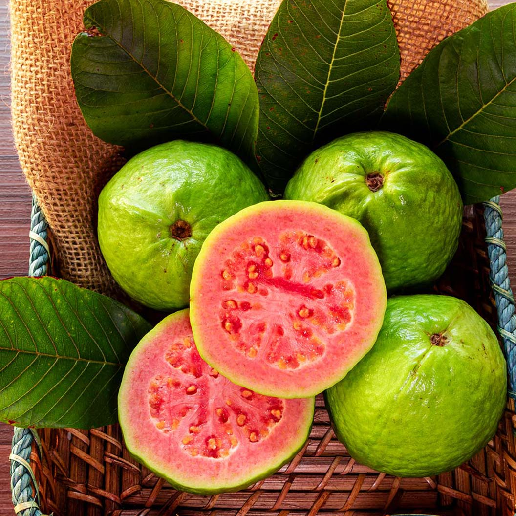 Ruby Red Guava Tree - 8-10" Live Plant | Psidium guajava | Subtropical & Tropical Zones