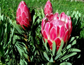 Queen Protea Seeds (Protea magnifica) - Woolly Beard Flower, Exotic Blooms, USDA Zones 9-12