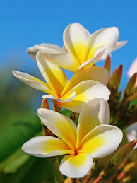 Aztec Gold Plumeria 3 Fresh Cuttings 8-10" – Fragrant Cream/Gold Flowers, Ready to Plant