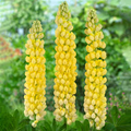 Lupinus 'Desert Sun' Lupine Seeds – 25+ Yellow & Orange Blooms for Garden (Seeds)