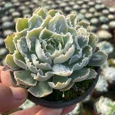 Echeveria Shaviana Frills Ruffles - 9" Live Plant Cutting Bare Root