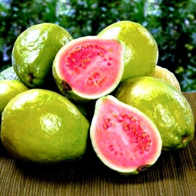 Ruby Supreme Guava Tree Seeds - 20 Psidium guajava Pink-Flesh Fruit