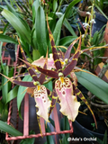 Miltonia Hybrid Orchid — Blooming Size Live Plant in 3.25" Pot | 3-6 Flowers/Spike