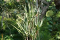 Aloe ciliaris (Climbing Aloe) Starter Cutting — 4" South Africa Easy to Root