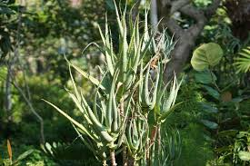 Aloe ciliaris (Climbing Aloe) Starter Cutting — 4" South Africa Easy to Root