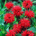 Cherry Red Monarda Bee Balm Plants (Lot of 2) - Live Starter Perennial