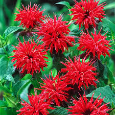 Cherry Red Monarda Bee Balm Plants (Lot of 2) - Live Starter Perennial