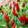 Chile Piquin Hot Pepper Seeds (Capsicum annuum) - Heirloom, Non-GMO, 300mg