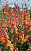 Antirrhinum majus Orange Wonder Snapdragon Seeds - 1000+ Seed Pack