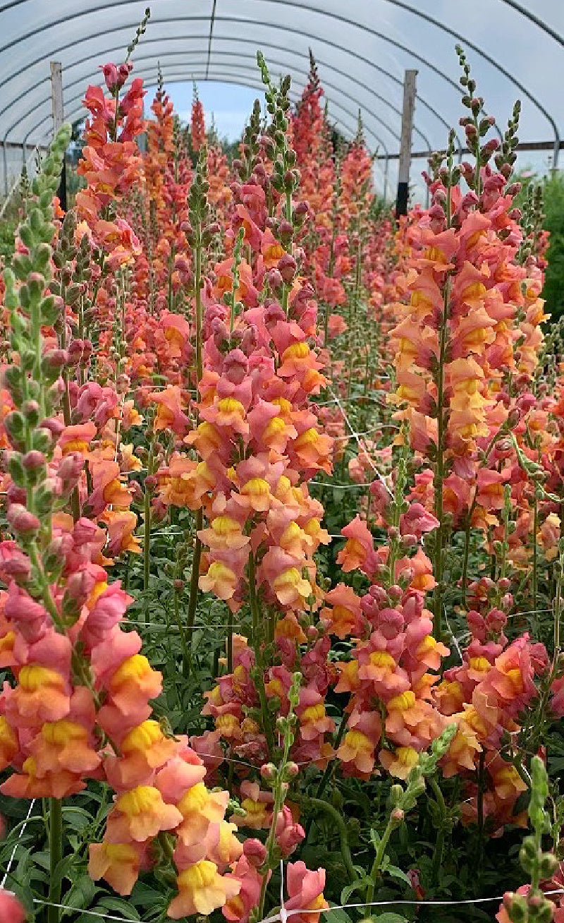 Antirrhinum majus Orange Wonder Snapdragon Seeds - 1000+ Seed Pack