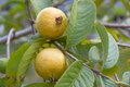 Beaumont Guava Seeds (Psidium guajava) - 50+ Tropical Fruit Seeds for Garden & Home