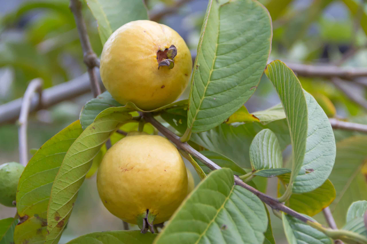 Beaumont Guava Seeds (Psidium guajava) - 50+ Tropical Fruit Seeds for Garden & Home