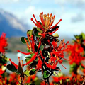 Chilean Firebush Tree Seeds (Embothrium coccineum) - 10 Seeds