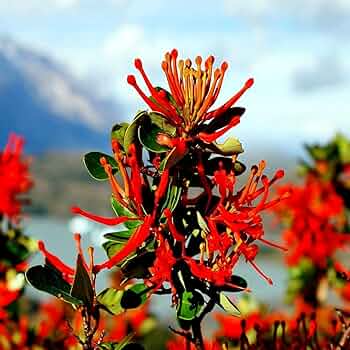 Chilean Firebush Tree Seeds (Embothrium coccineum) - 10 Seeds