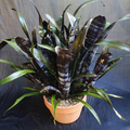 Bromeliad Billbergia Darth Vader 12" Live Cutting - Exotic Foliage, Pet Safe