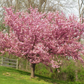 Kwanzan Cherry Blossom Starter Plant - 8-10
