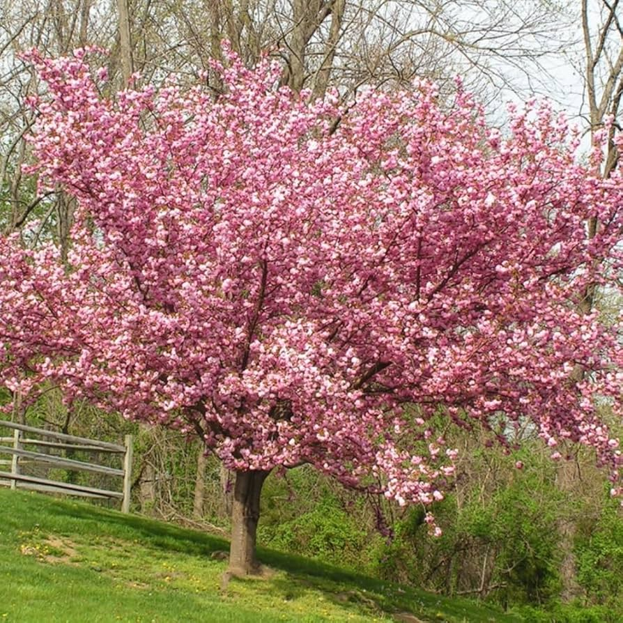 Kwanzan Cherry Blossom Starter Plant - 8-10