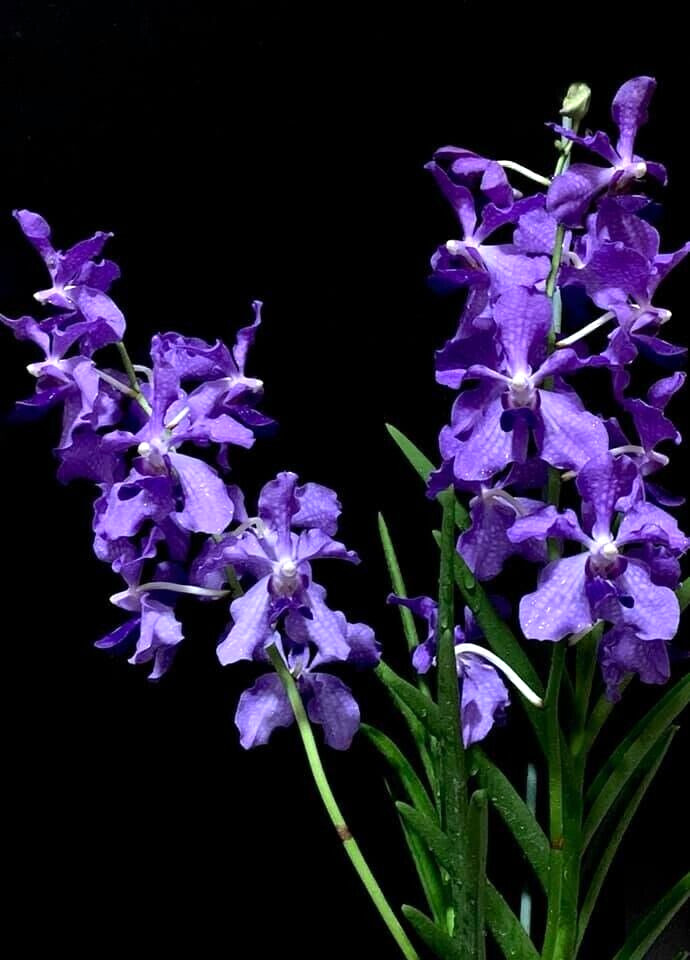 Papilionanda Ernest Chew Cerulean Treasure Orchid - Flowering Size, Light Blue Blooms