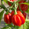 Red Scotch Bonnet Pepper Seeds - Heirloom, Non-GMO, 100 Days, 100k-350k SHU