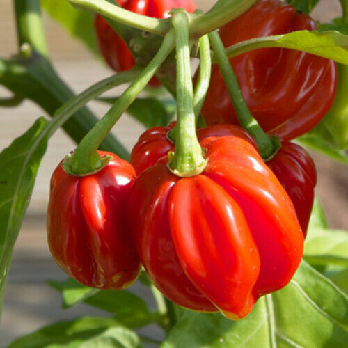 Red Scotch Bonnet Pepper Seeds - Heirloom, Non-GMO, 100 Days, 100k-350k SHU