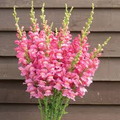 Costa Rose II Snapdragon Seeds (Antirrhinum majus) - 1000+ Seeds, Rose-Pink, Annual