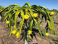 Yellow Golden Dragon Fruit Seedling (3-5 in) with Pot | Selenicereus megalanthus